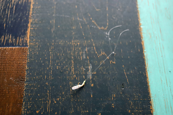 アジング＋サビキ