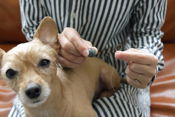 ライトゲーム、ちょい投げ