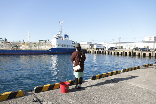 三崎港 釣れない