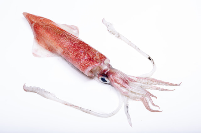 城ヶ島 イカ釣り マルイカ