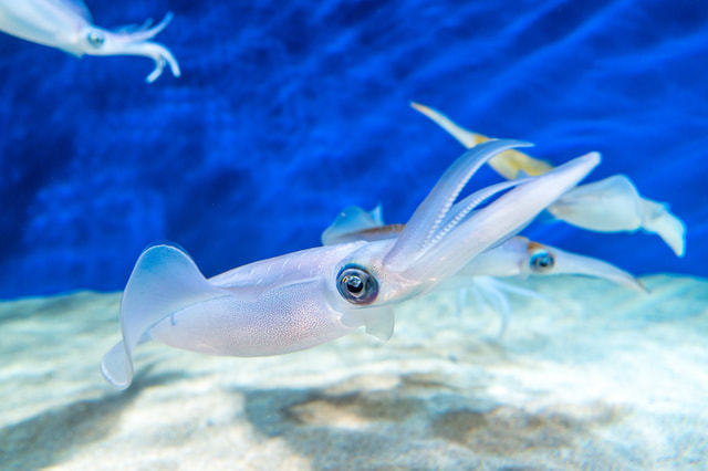 油壷(小網代) エギング イカ釣り