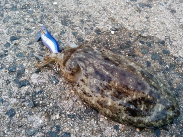 三崎港 イカ釣り コウイカ