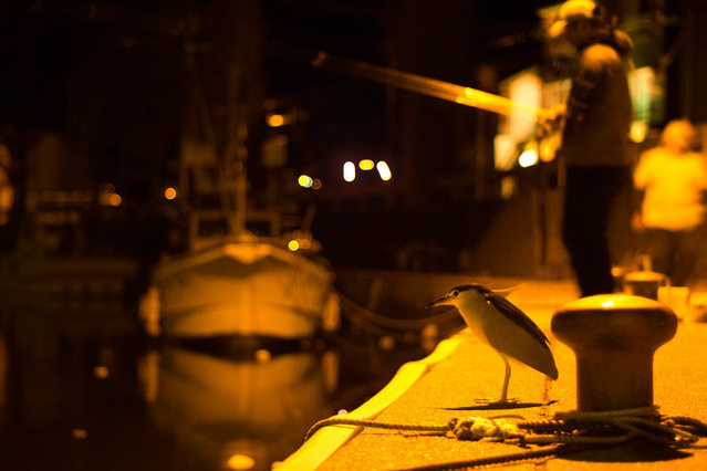 ただ巻きエギングは釣れる！やり方、スピード、向いてるエギ、昼＆夜