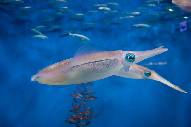 エギ王サーチは釣れる？釣れない？評価、人気