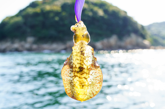 エギングの大潮、中潮、小潮、若潮、長潮は何が釣れる？