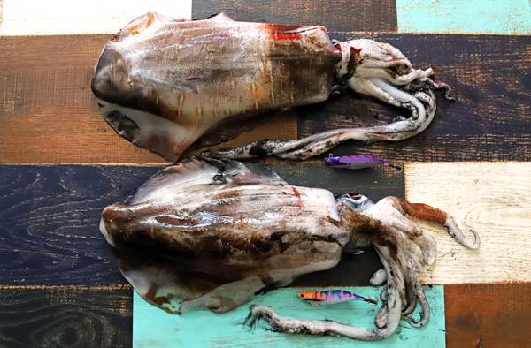 エギング、釣れる春イカ＆夏イカ＆冬イカ