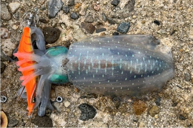 エギングにシャクリは必要か？しゃくり方やシャクらいエギング