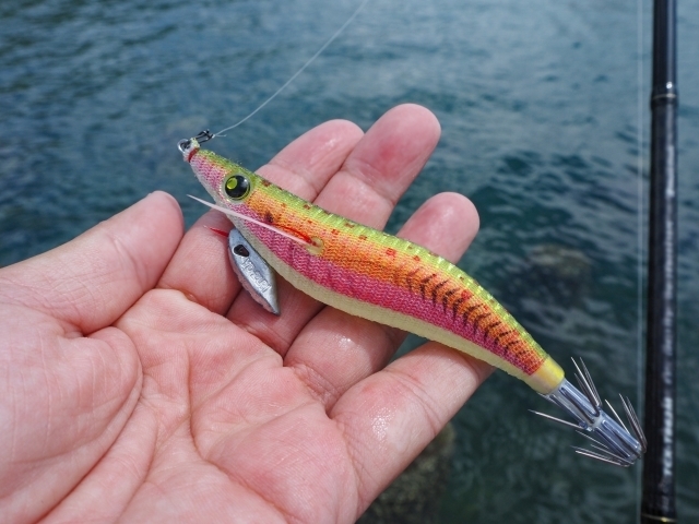 エギはシャロータイプとシンカーを使い狙うとイカが釣れます