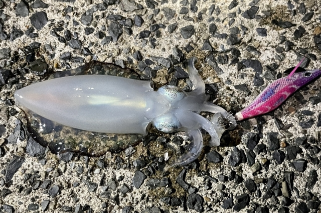 エギはシャロータイプとシンカーを使い狙うとイカが釣れます