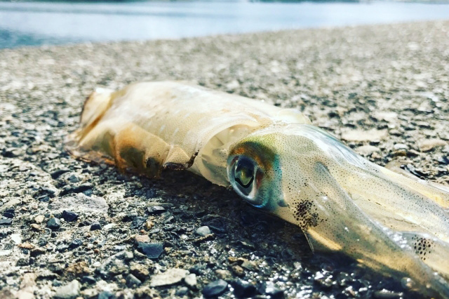 エギング・エギのカラー選択は難しくない！エギカラー＆サイズ