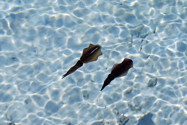 秋イカエギング｜まとめ