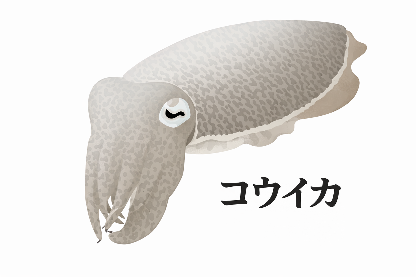コウイカのイラスト
