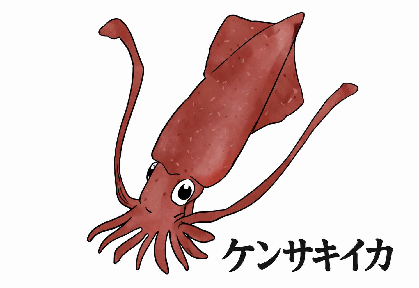 ケンサキイカのイラスト