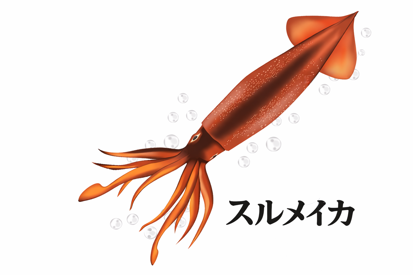 スルメイカのイラスト